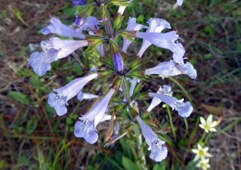 Lyreleaf sage