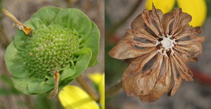 Two stages of Florida greeneyes' seedhead