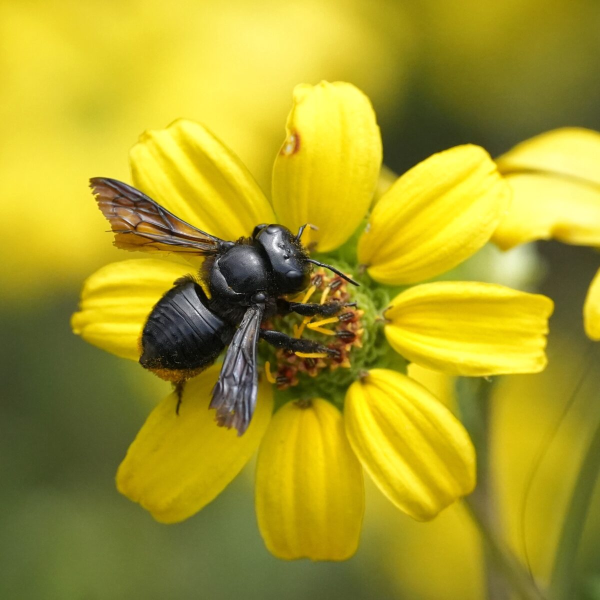 A black Carpenter-mimic leafcutter bee visiting a yellow Florida greeneyes flower. 