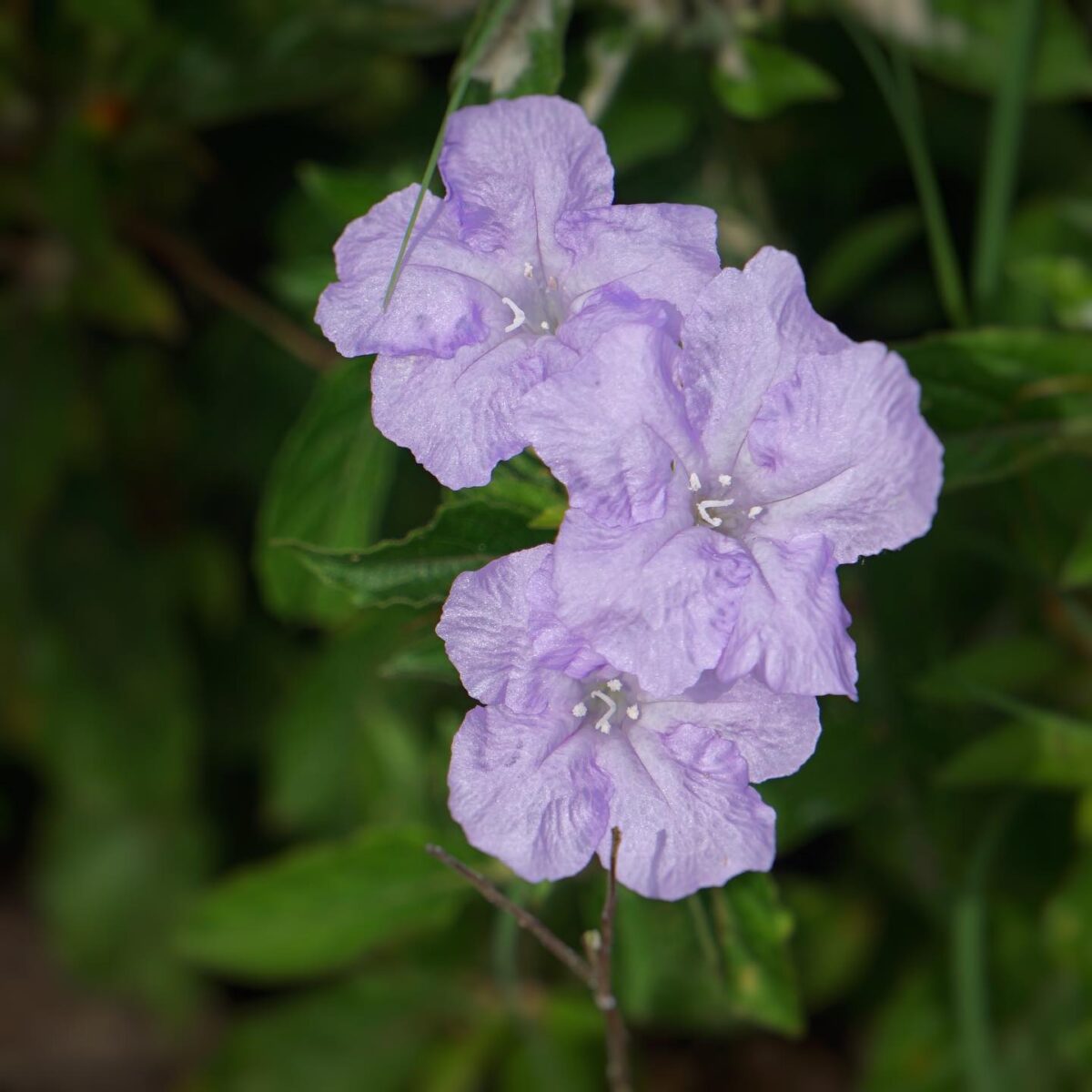 Three light purple Wild petunia flowers.