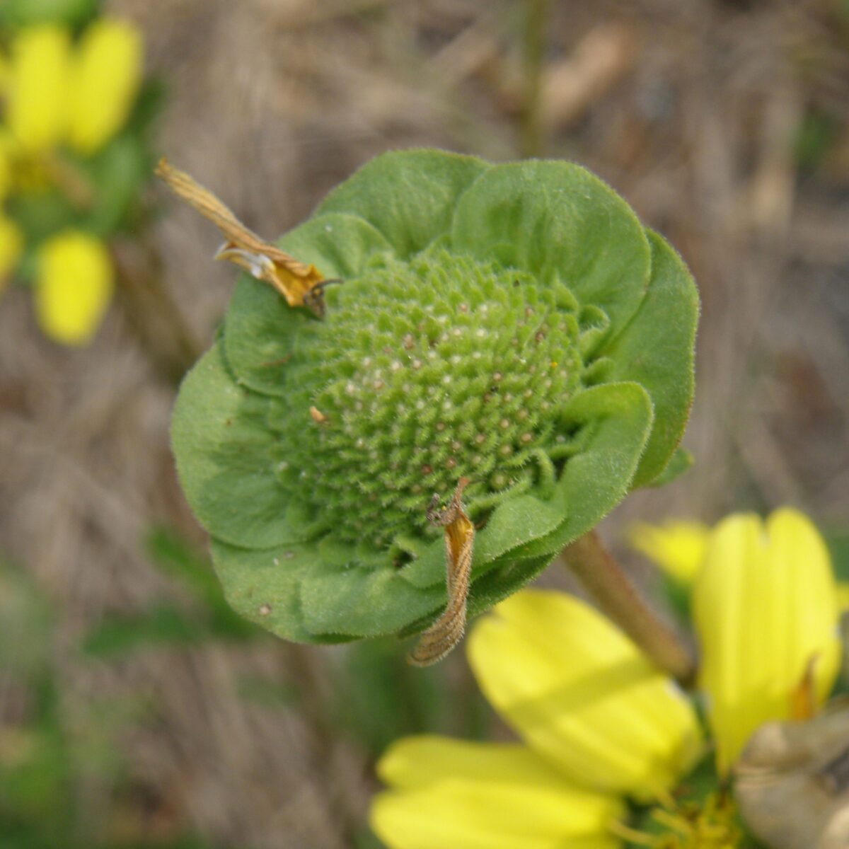 Florida greeneyes flower that has dropped it Ray floret petals revealing the green bracts underneath.