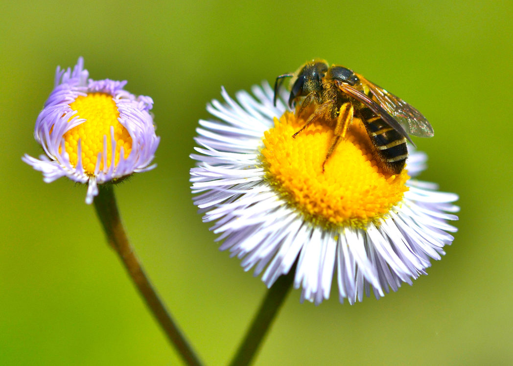 Oakleaf fleabane, Erigeron quercifolius