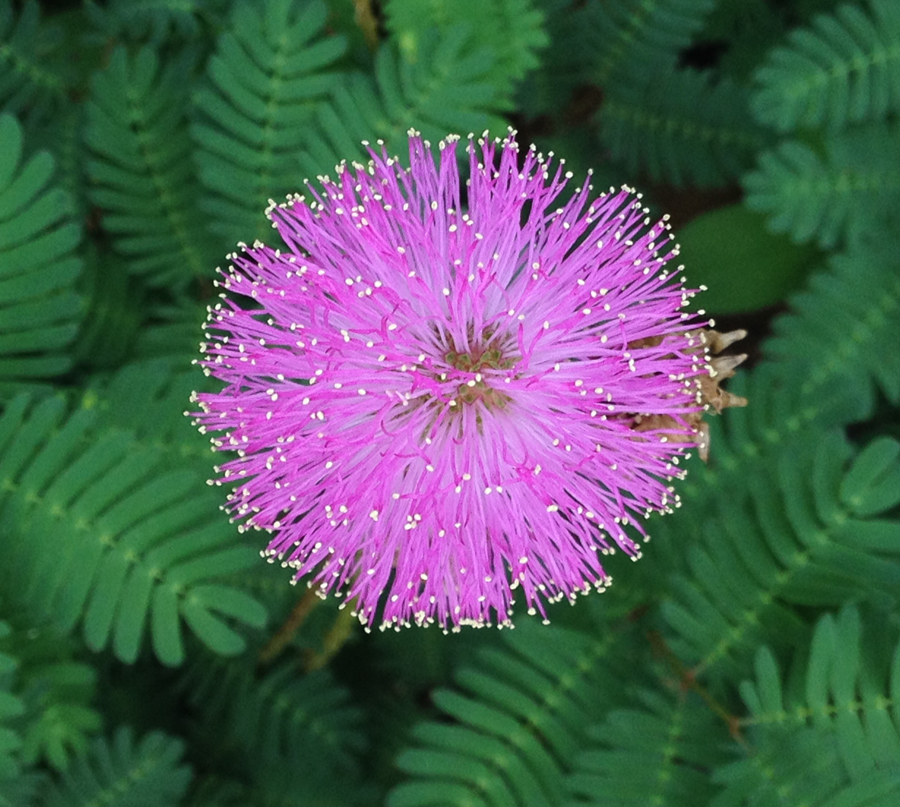 Sunshine mimosa - Florida Wildflower Foundation