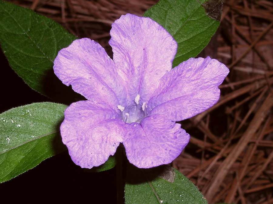 Wild petunia