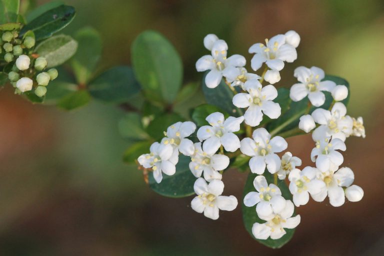 Walter’s viburnum