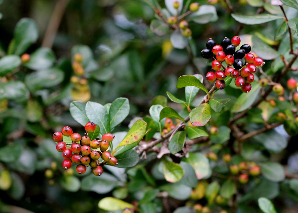 Fruit and leaves, Walter's viburnum, Viburnum obovatum