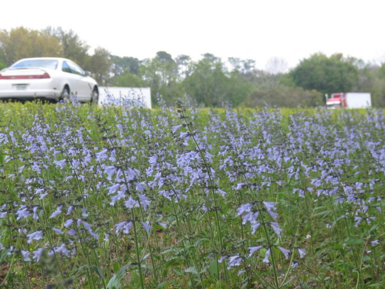 Bloom Report: Banner bloom ahead for Florida’s spring wildflowers