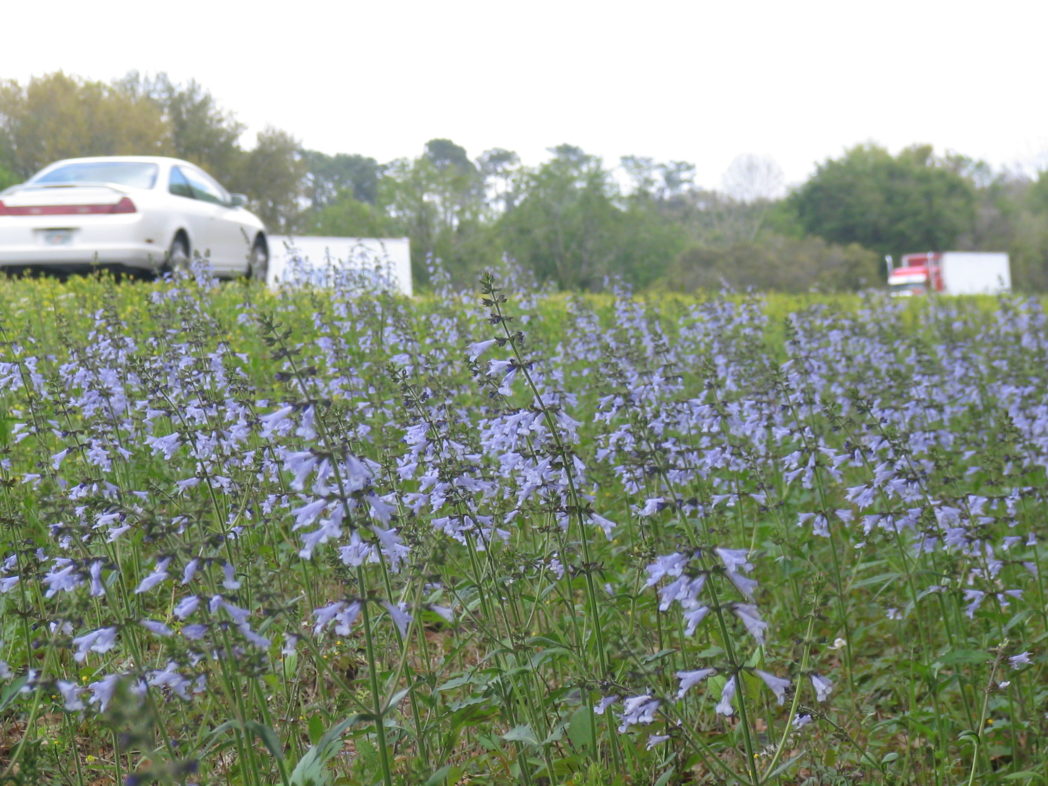 Lyreleaf sage roadside