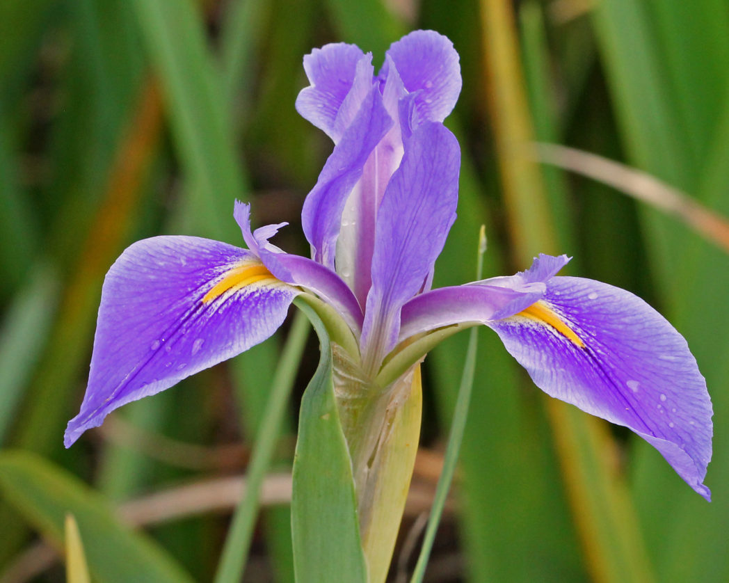 Prairie iris, Iris hexagona