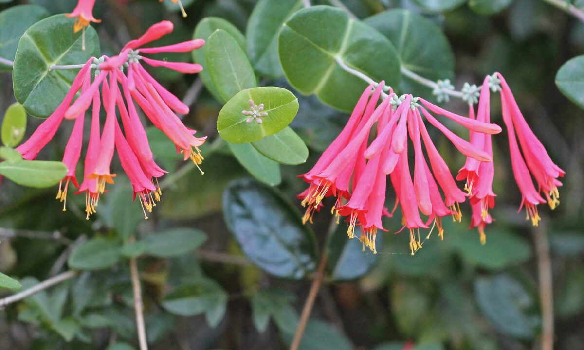 Coral honeysuckle flowers