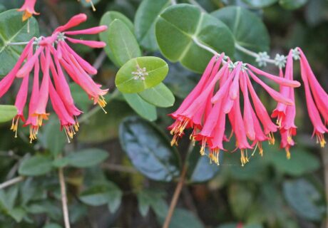 Coral honeysuckle flowers