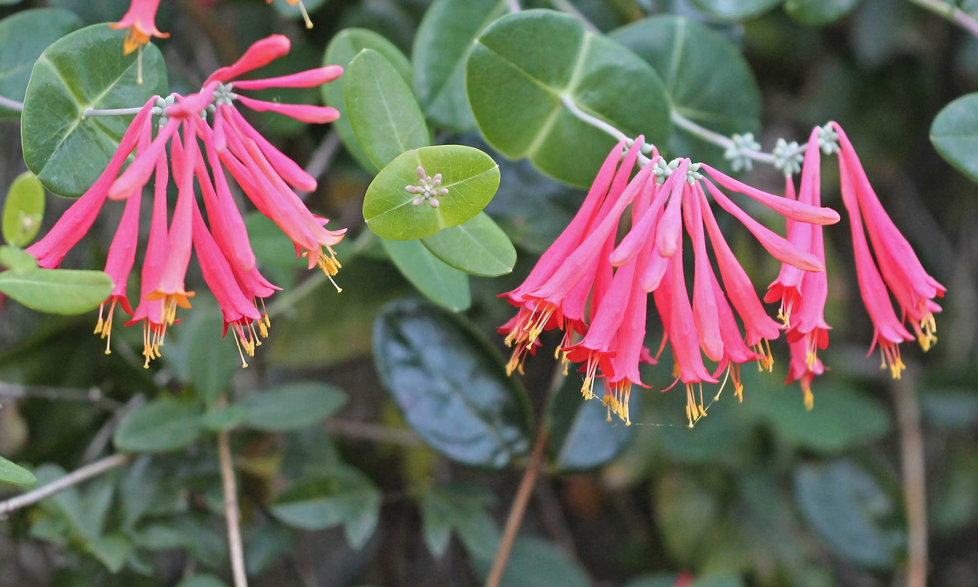 Coral honeysuckle flowers