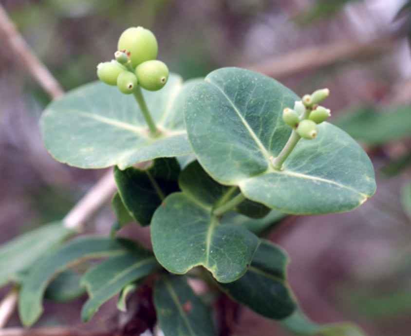 Coral honeysuckle's clasping leaves