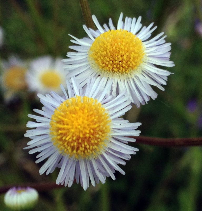 Cool native wildflowers for summer garden blooms