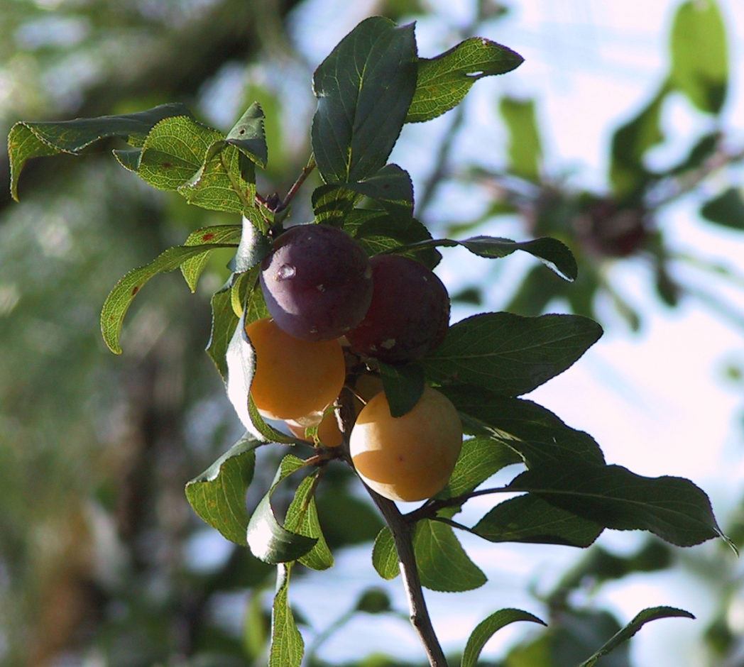 Chickasaw plum fruit