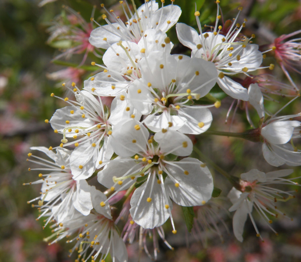 Chickasaw plum blossoms Photo by Stacey Matrazzo