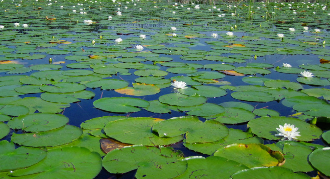 Pond with American white waterlily, Nymphaea odorata