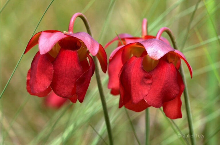 Parrot pitcherplant