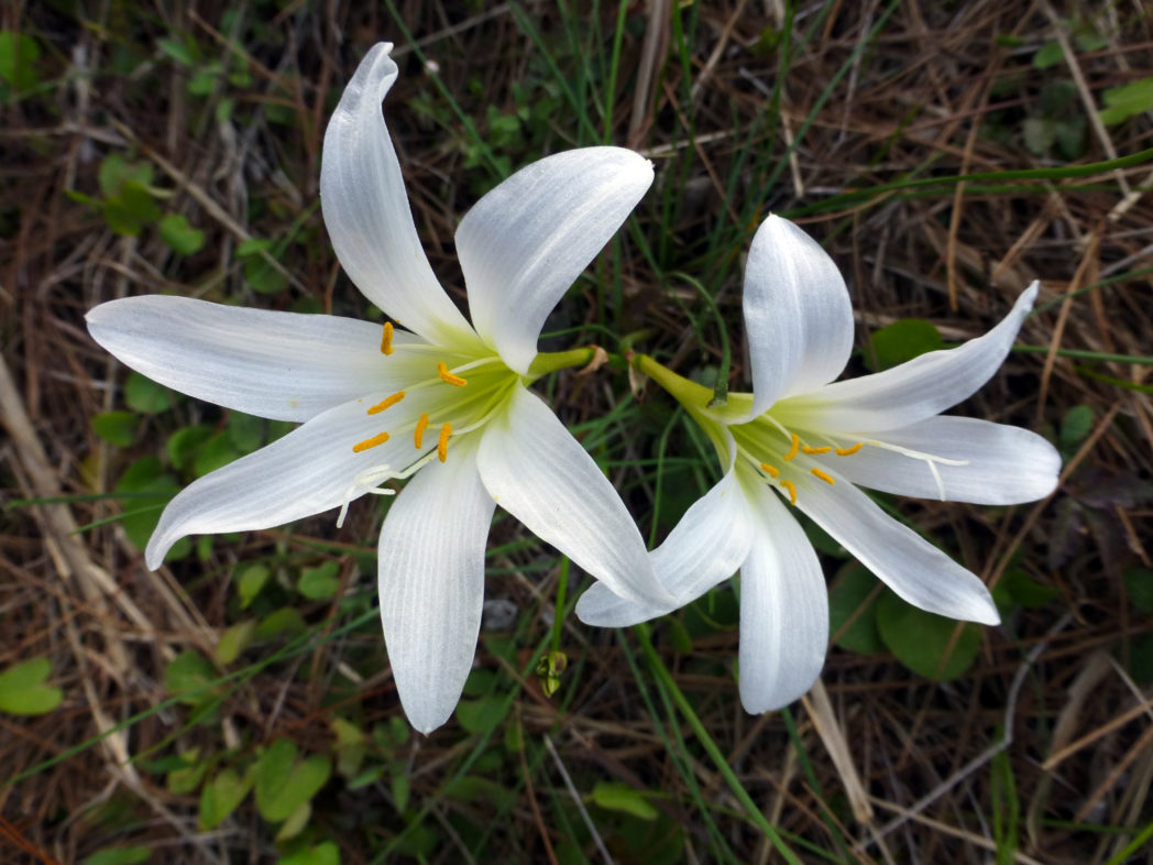 Rain lilies, Zephyranthes atamasca