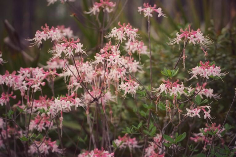 Sweet pinxter azalea