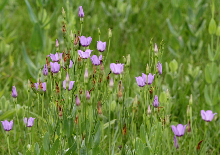 Marsh gentian