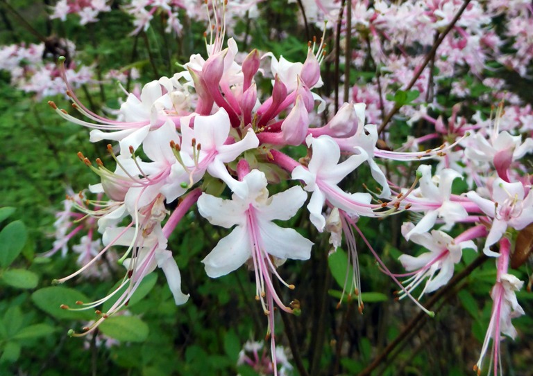 Sweet pinxter azalea