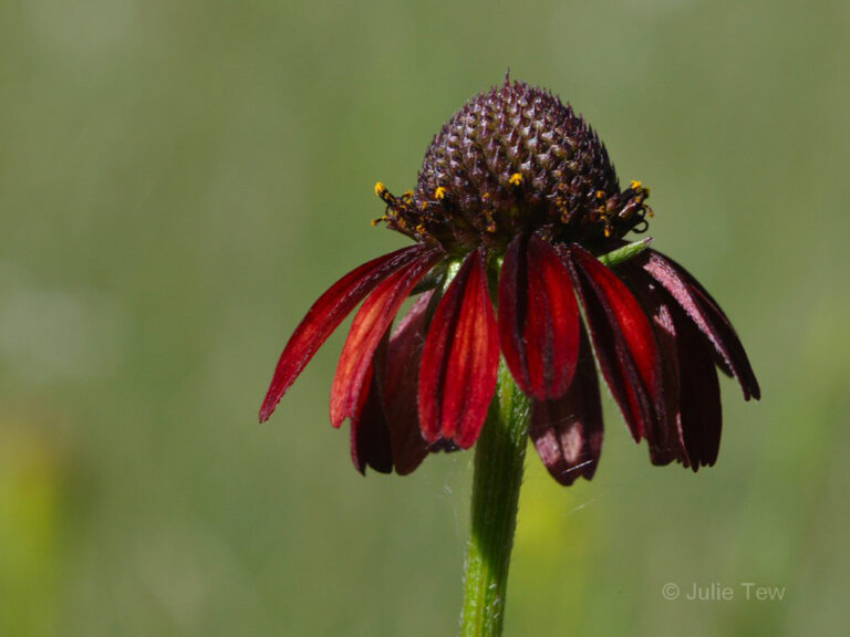 Grassleaf coneflower