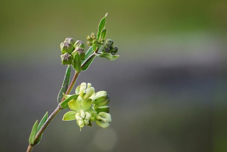 Largeflower milkweed