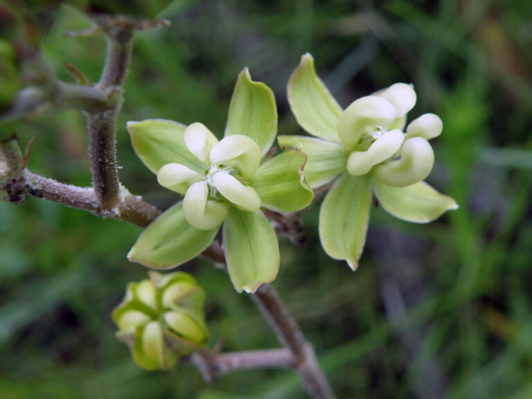 Largeflower milkweed