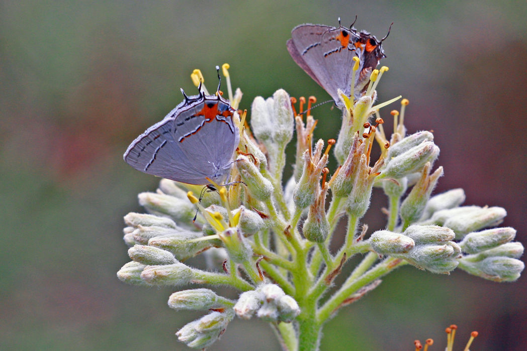 Gray hairstreaks on Carolina redroot, Lachnanthes caroliana