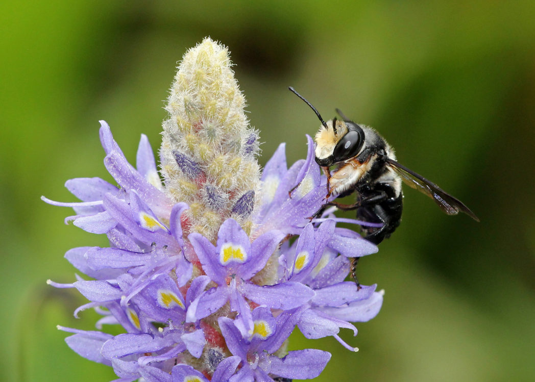 Leafcutter bee on Pickerelweed