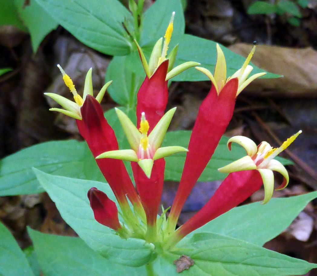 Woodland pinkroot, Spigelia marilandica