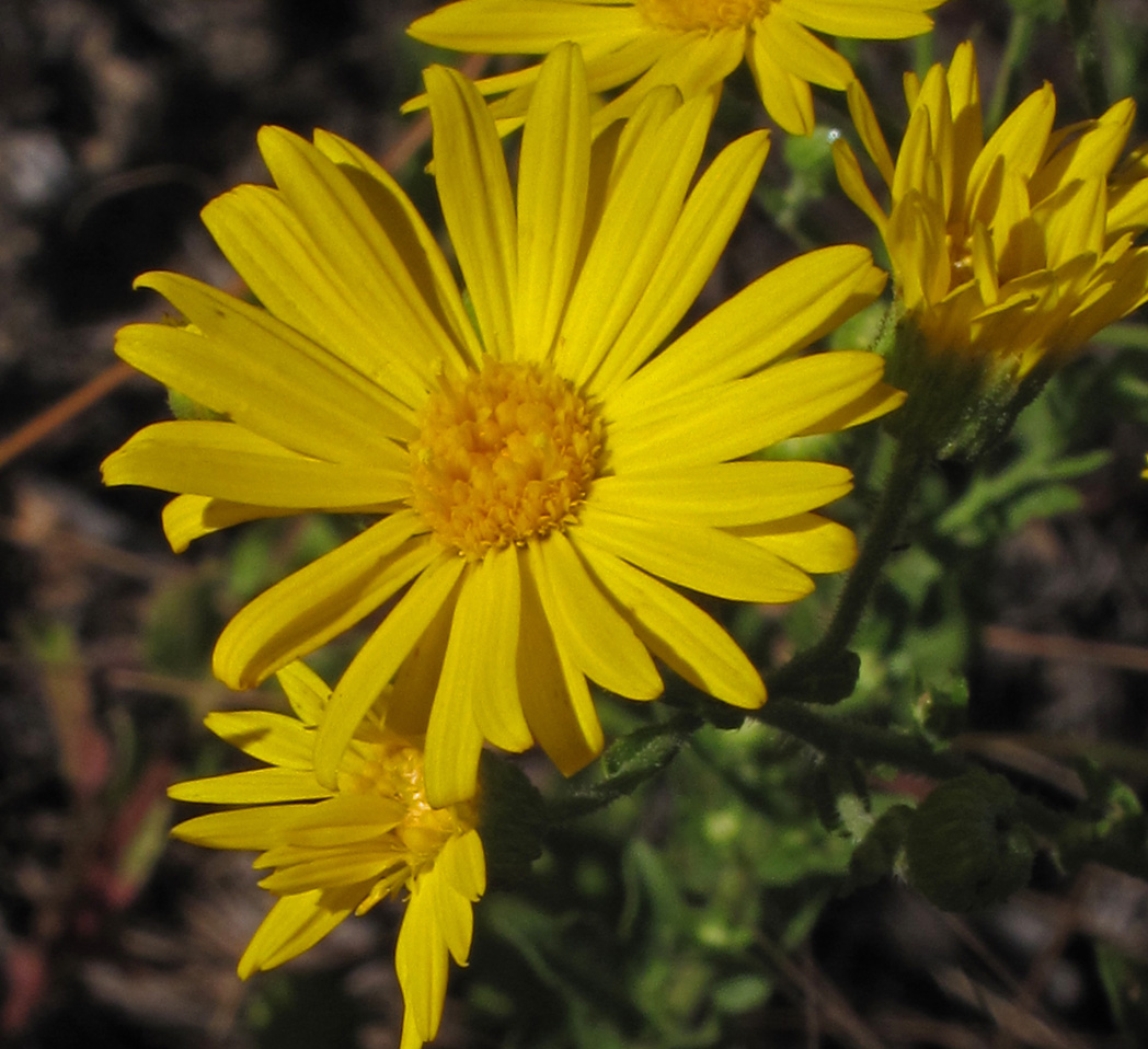 Camphorweed, Heterotheca subaxillaris