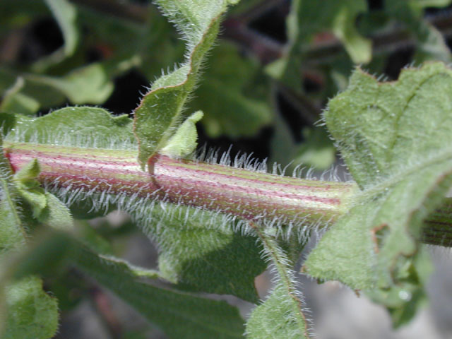 Camphorweed's pubescent stems and leaves