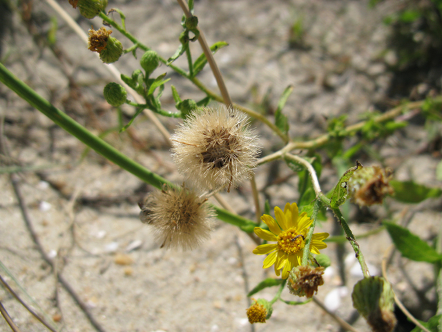Camphorweed's "fuzzy" seed heads