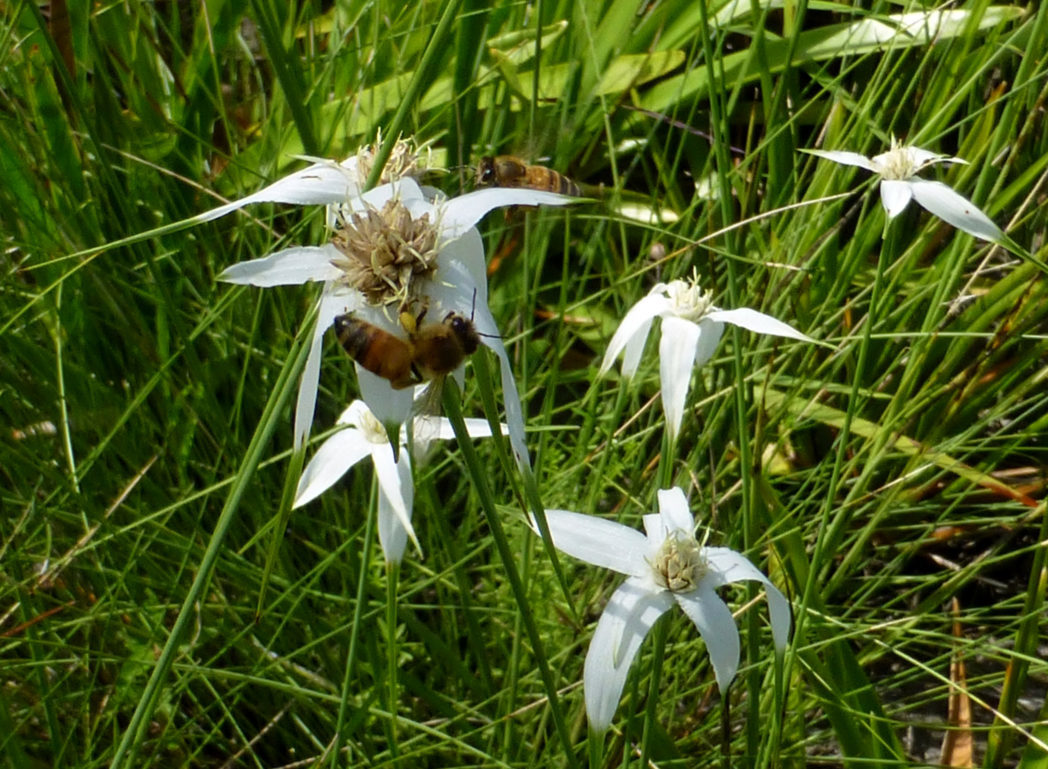 Starrush whitetop, Rhynchospora colorata