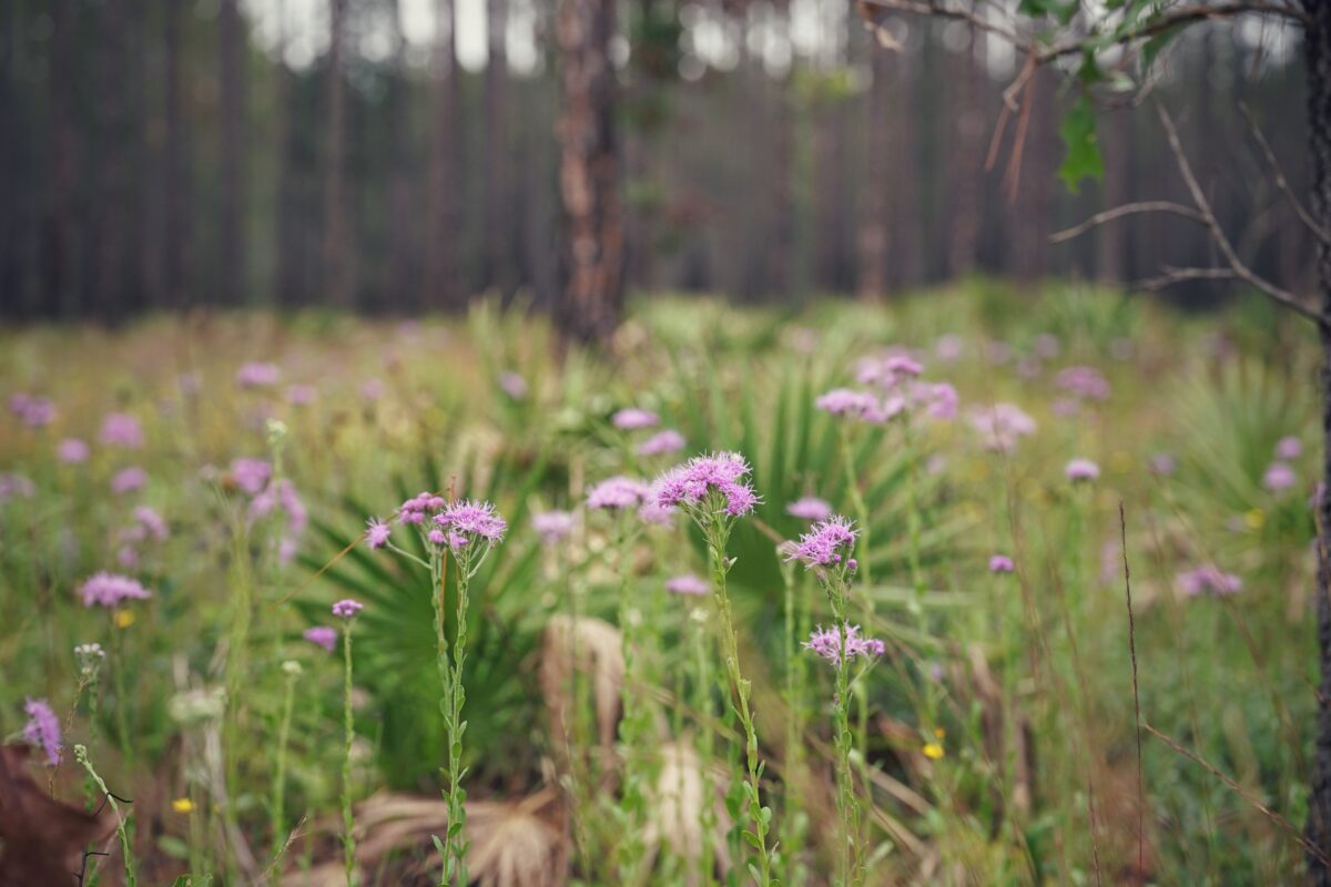 Lavender Florida paintbrush blooming profusely in a pine flatwood.