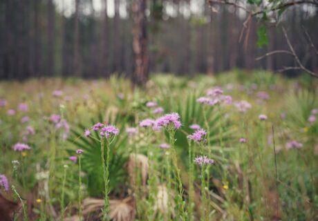 Lavender Florida paintbrush blooming profusely in a pine flatwood.