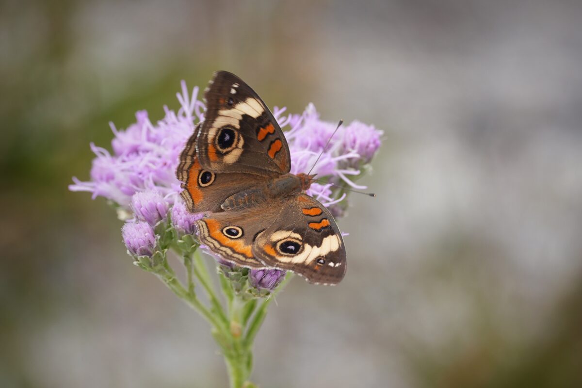 A Common buckeye butterfly visiting a cluster of lavender Florida paintbrush flowers. 