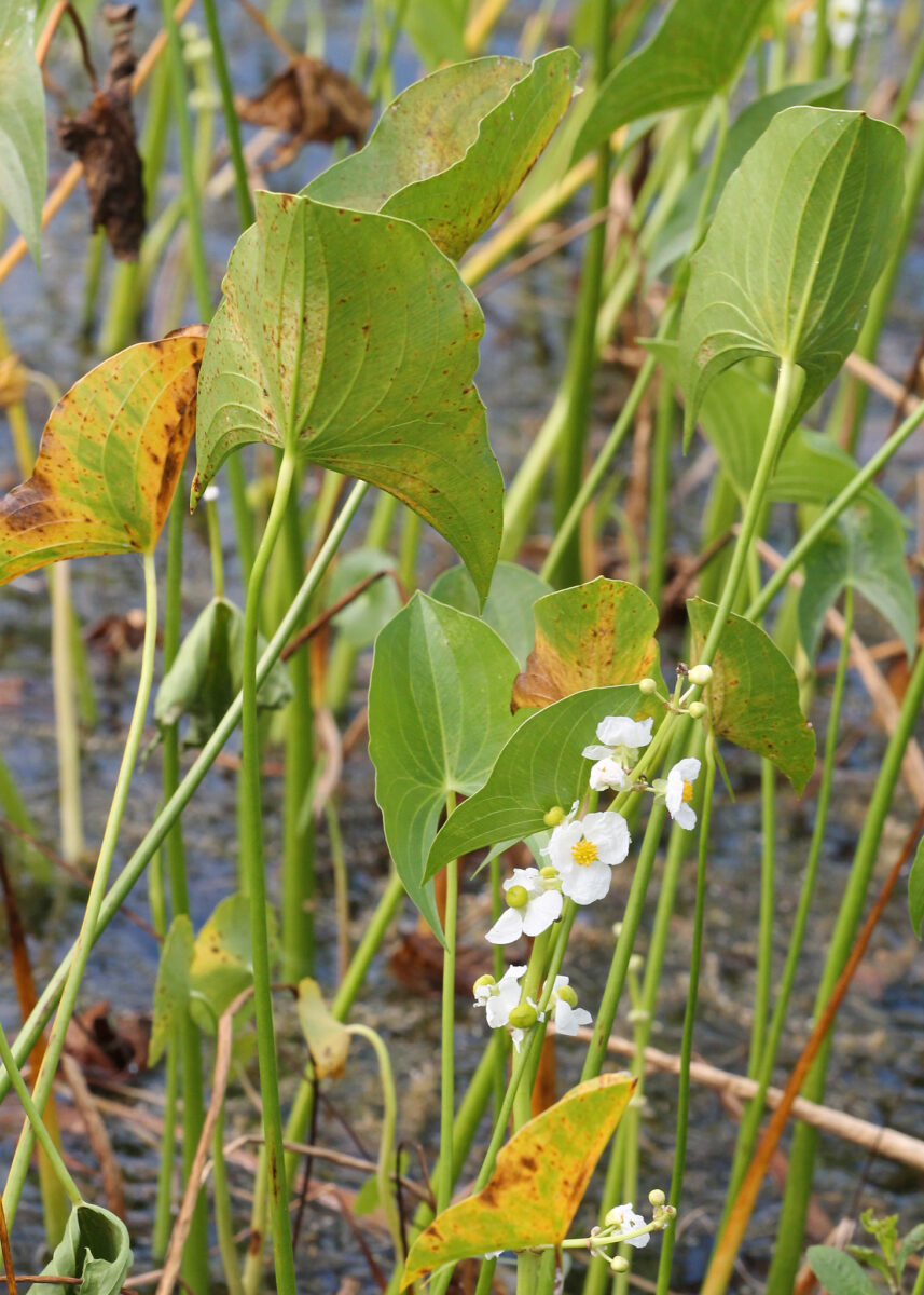 Broadleaf arrowhead growing and flowering in shallow standing water.