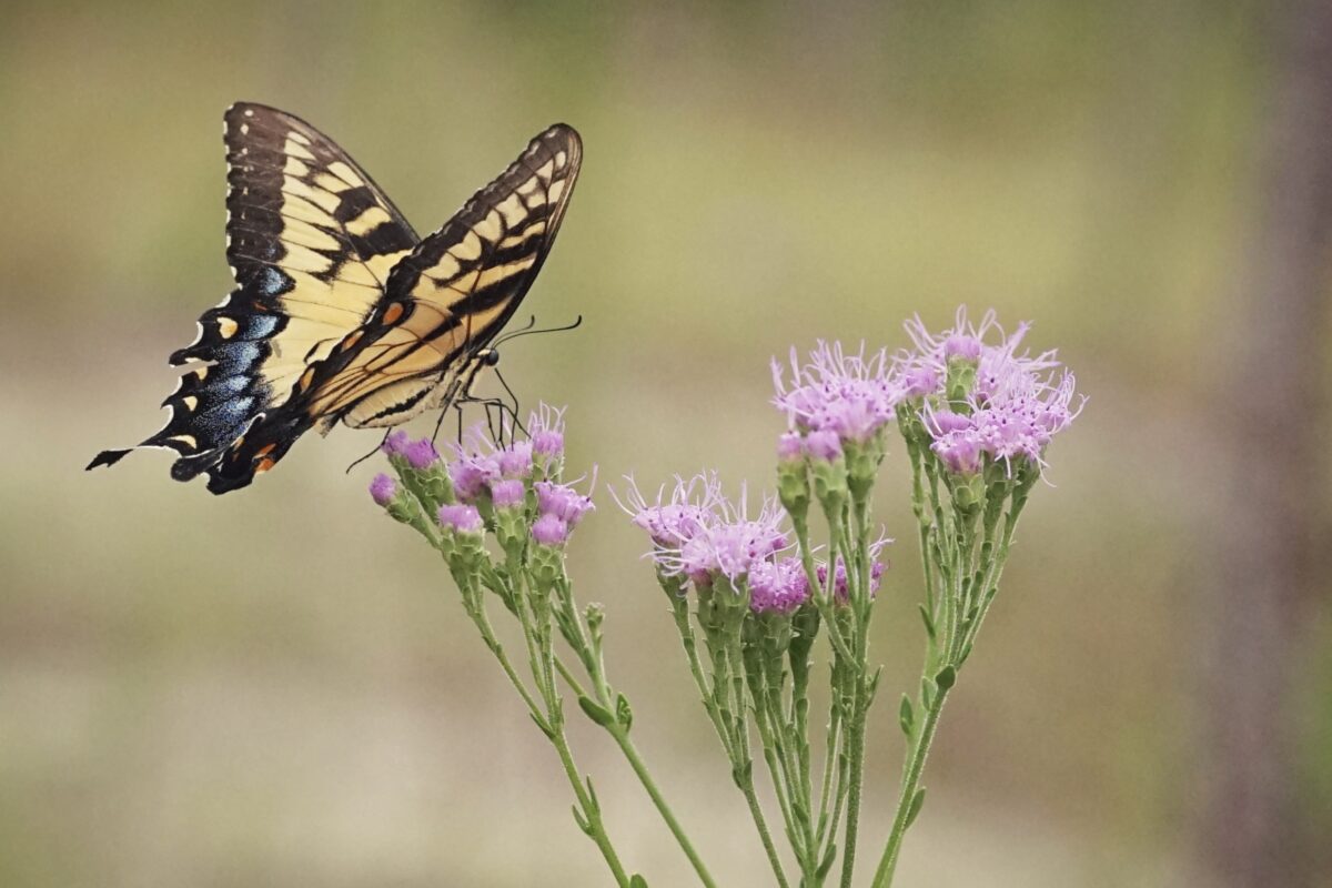 A Tiger swallowtail butterfly visiting Florida paintbrush flowers. 