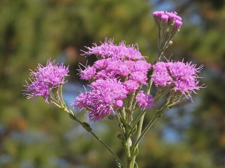 Florida paintbrush