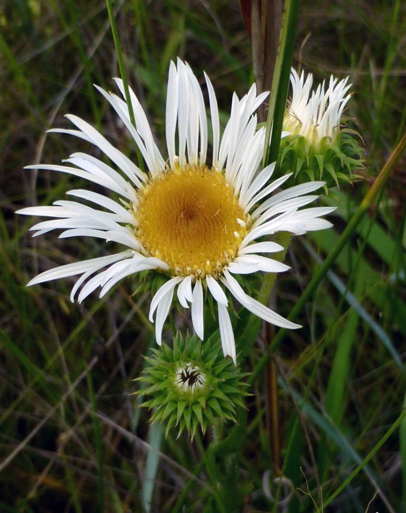 Thistleleaf aster flower