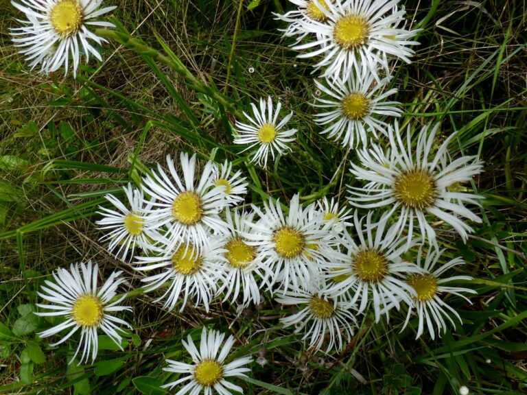 Thistleleaf aster