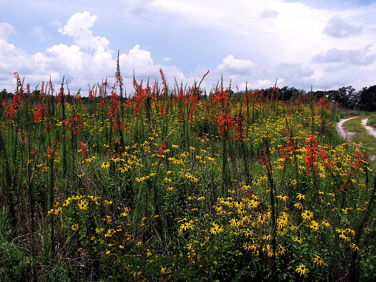 Standing cypress and Softhair coneflower flowers in meadow