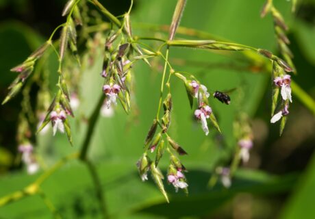 Alligatorflag in flower.