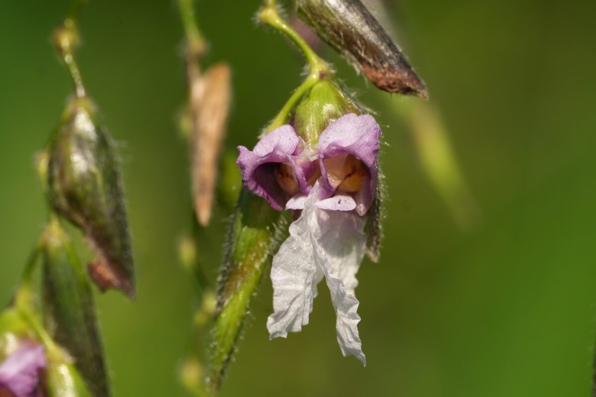 Purplish and white nodding Alligatorflag flower.