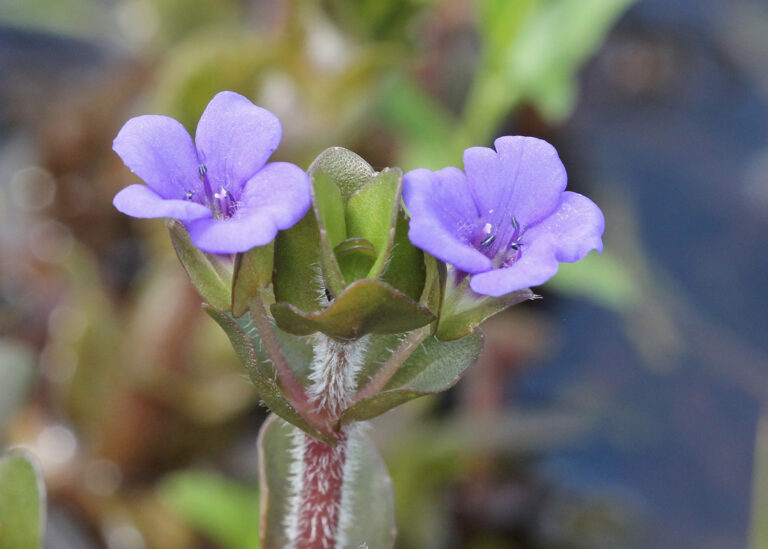 Lemon bacopa