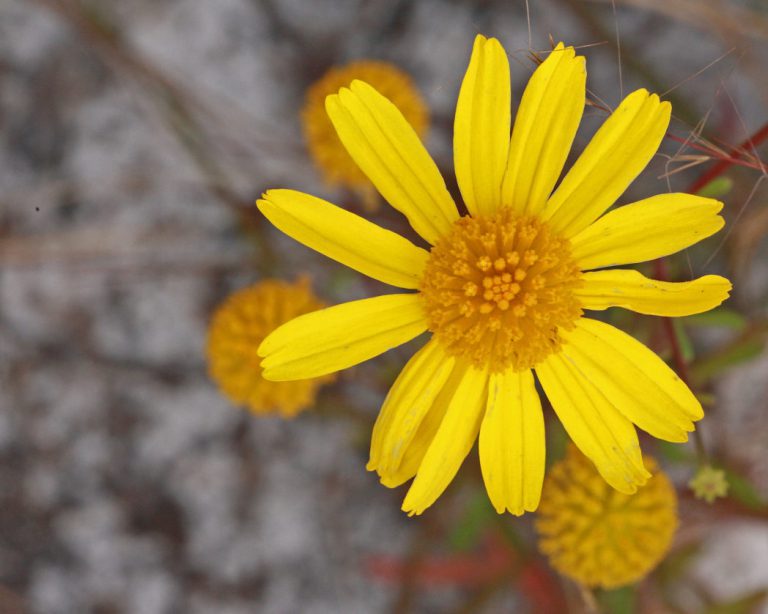 Honeycombhead flower