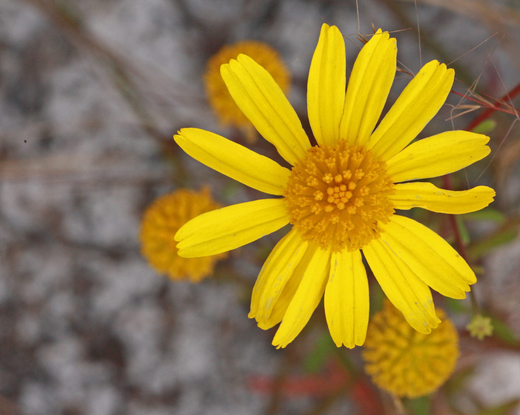 Honeycombhead flower